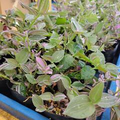 観葉植物　