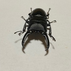 ツシマヒラタクワガタ　♂♀ペア