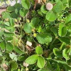 ⭐︎ワイルドストロベリー苗（白）