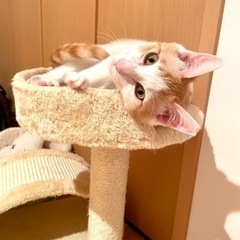 美猫のハニーちゃん💓