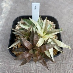 観葉植物 ハオルチア 清風 9cm鉢