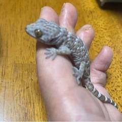 トッケイCBベビーの画像