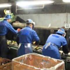 飲料容器のリサイクル工場での仕分け作業の画像