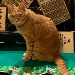 西宮市　鳴尾東地区　猫を探しています