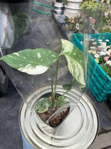 モンステラ2 斑入り　タイコンステレーション