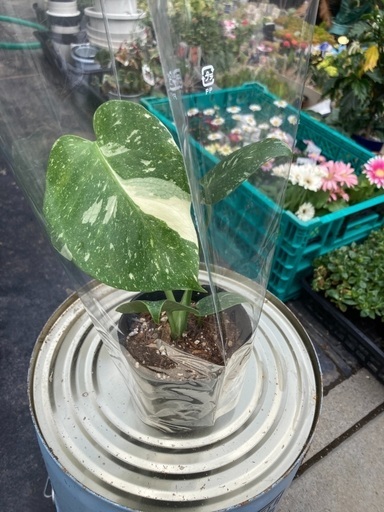 モンステラ3 斑入り　タイコンステレーション