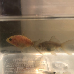 ブリストルシュブンキン　金魚