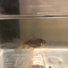 ブリストルシュブンキン　金魚の画像