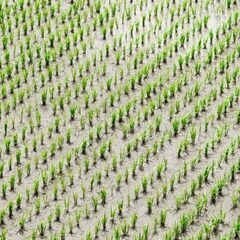 【日払い】愛媛県大洲市菅田町で田植え補助、苗運搬のお仕事！【単発/短期求人】の画像