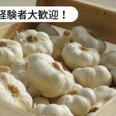 【日払い】高知県土佐市新居でニンニクのマルチはぎ等のお仕事！【単...