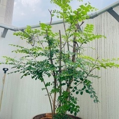 大きな鉢植えシマトネリコ差し上げます♪