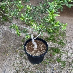 オリーブの木 アルベキナ 庭木 常緑樹 地植えにもの画像
