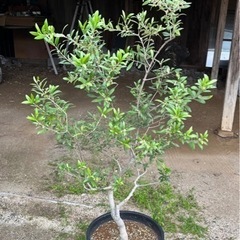 オリーブの木 アルベキナ 庭木 常緑樹 地植えにもの画像