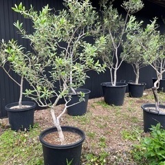 オリーブの木 アルベキナ 庭木 常緑樹 地植えにもの画像
