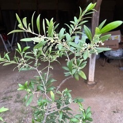 オリーブの木 アルベキナ 庭木 常緑樹 地植えにもの画像