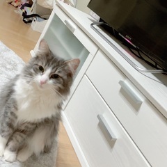 ノルウェージャンフォレストキャットの画像