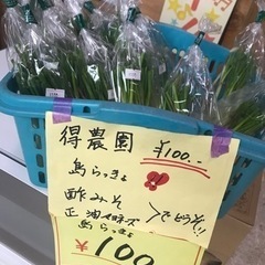 島らっきょう