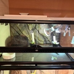 GEX EXOTERRA グラステラリウム6030 PT2604 爬虫類飼育　植物育成ケージの画像