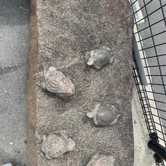 石の置物