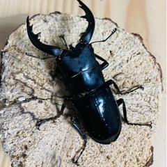 アマミノコギリクワガタ　