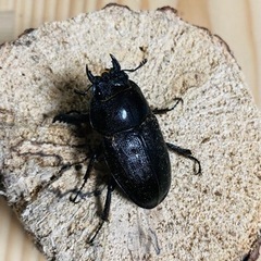 アマミノコギリクワガタ　の画像
