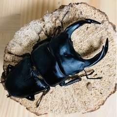 オオクワガタ　ペア　山形　飯豊　WF1 77mm 45mm