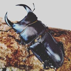 大阪産オオクワガタペア　65ミリ超　シルエットがきれいになる材飼育