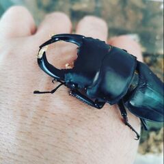 大阪産オオクワガタペア　60ミリ超　手間のかかる手法で育てた材飼育