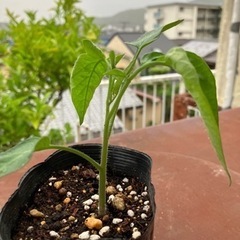 希少なピエンノロトマト イエロー種 苗