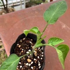 希少なピエンノロトマト イエロー種 苗の画像