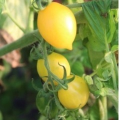 希少なピエンノロトマト イエロー種 苗の画像