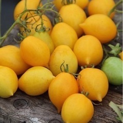 希少なピエンノロトマト イエロー種 苗の画像