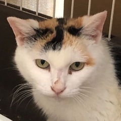 ご高齢の方可　マイペースなふわりちゃん