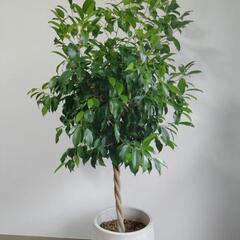 観葉植物 ベンジャミン