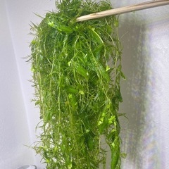 限定１名様！　訳あり　無農薬　水草　マツモ　いっぱい　スネール無し