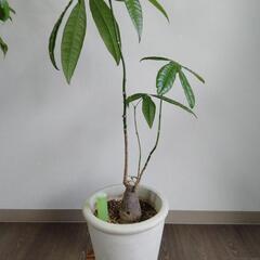 観葉植物 パキラ