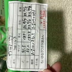 ギラファノコギリクワガタ105mm【フローレス】　ペア　【受付終了しました】の画像