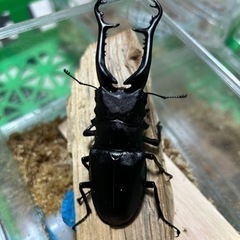 ギラファノコギリクワガタ105mm【フローレス】　ペア　【受付終...