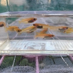 楊貴妃メダカ　パンダ含む　10匹＋おまけの画像