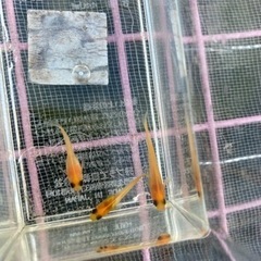 楊貴妃メダカ　パンダ含む　10匹＋おまけの画像