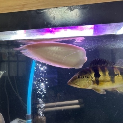アルビノシルバーアロワナ   値引きしました
