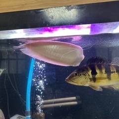 アルビノシルバーアロワナ   値引きしました