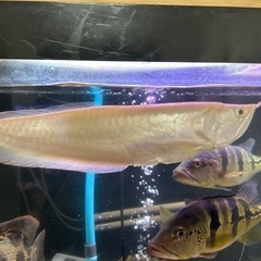 アルビノシルバーアロワナ   値引きしましたの画像