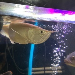 アルビノシルバーアロワナ   値引きしましたの画像