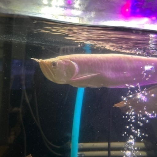 アルビノシルバーアロワナ   値引きしました