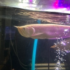 アルビノシルバーアロワナ   値引きしましたの画像