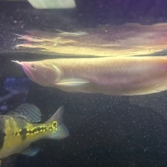 アルビノシルバーアロワナ   値引きしましたの画像