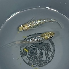 ユリシス×サボラメリアルロングフィン　有精卵20個＋aの画像