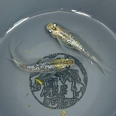 ユリシス×サボラメリアルロングフィン　有精卵20個＋a