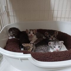 仔猫が5匹生まれました✩.*˚(性別不明)